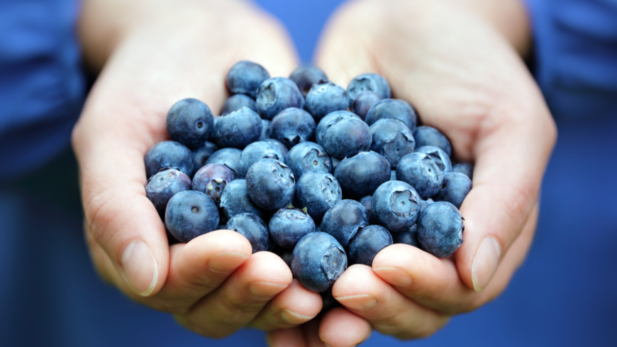 Den dagliga dosen av blåbär som deltagarna fick motsvarar nästan ett halvt kilo färska blåbär om dagen. Foto: Shutterstock